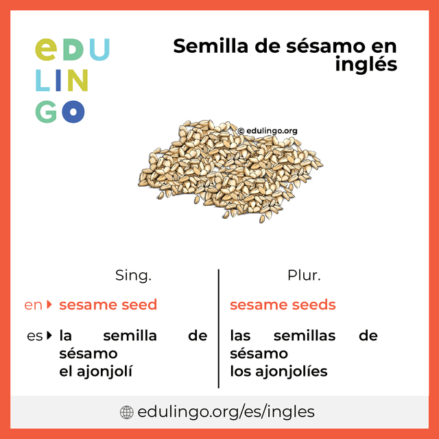 Imagen de vocabulario Semilla de sésamo en inglés con singular y plural para descargar e imprimir