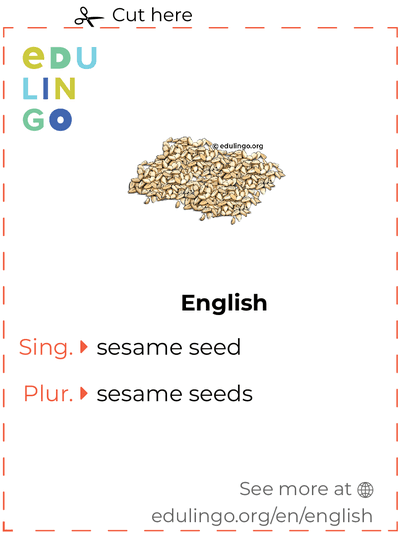 Sesame Seed in English vocabulary flashcard for printing, practicing and learning