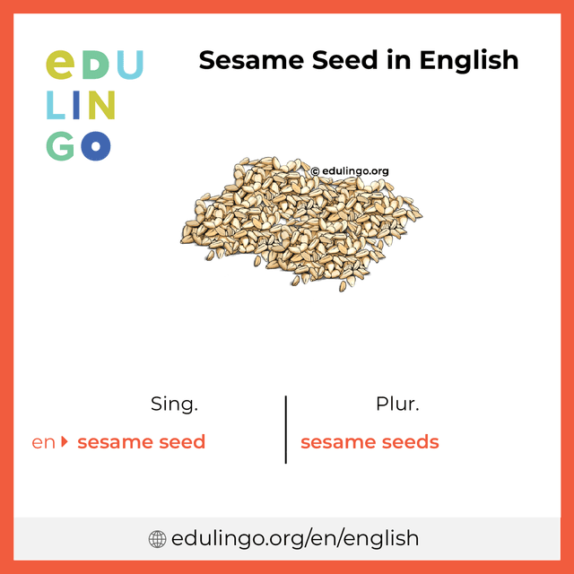 Sesame Seed in English vocabulary picture with singular and plural for download and printing