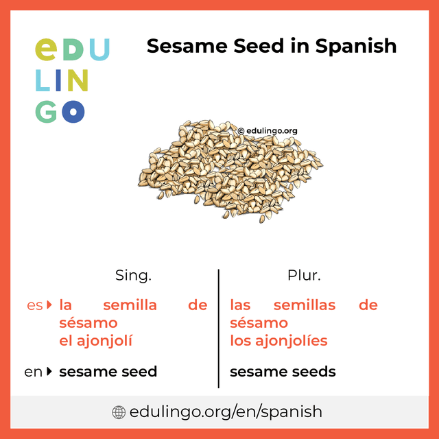 Sesame Seed in Spanish vocabulary picture with singular and plural for download and printing