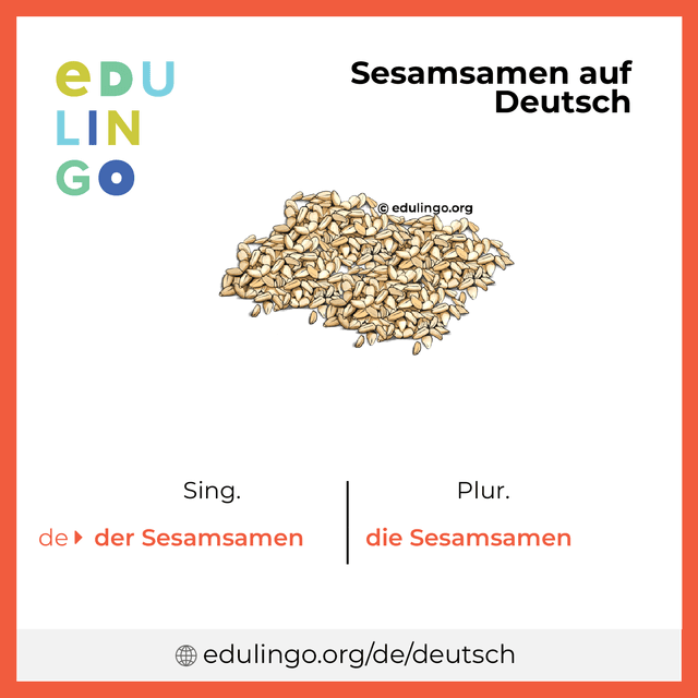Sesamsamen auf Deutsch Vokabelbild mit Singular und Plural zum Herunterladen und Ausdrucken