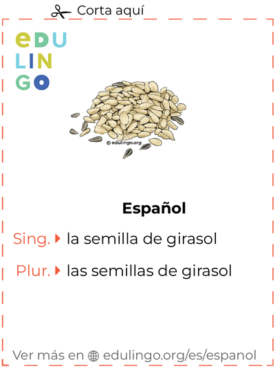 Ficha de Vocabulario Semilla de girasol en español para imprimir, practicar y aprender