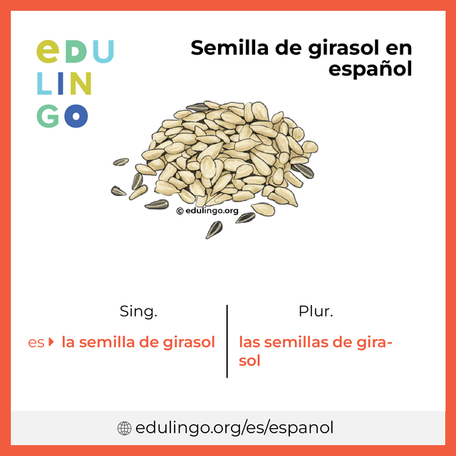 Imagen de vocabulario Semilla de girasol en español con singular y plural para descargar e imprimir