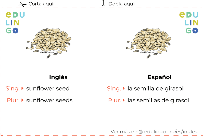 Ficha de Vocabulario Semilla de girasol en inglés para imprimir, practicar y aprender