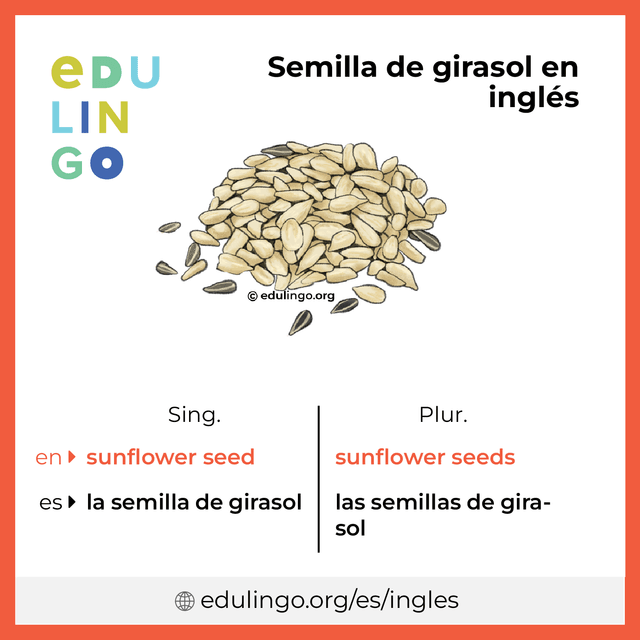 Imagen de vocabulario Semilla de girasol en inglés con singular y plural para descargar e imprimir