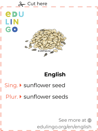 Sunflower Seed in English vocabulary flashcard for printing, practicing and learning