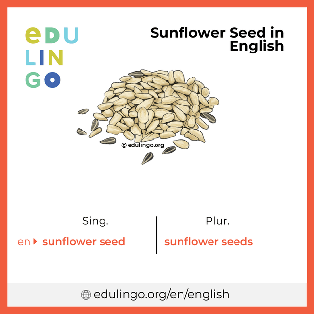 Sunflower Seed in English vocabulary picture with singular and plural for download and printing