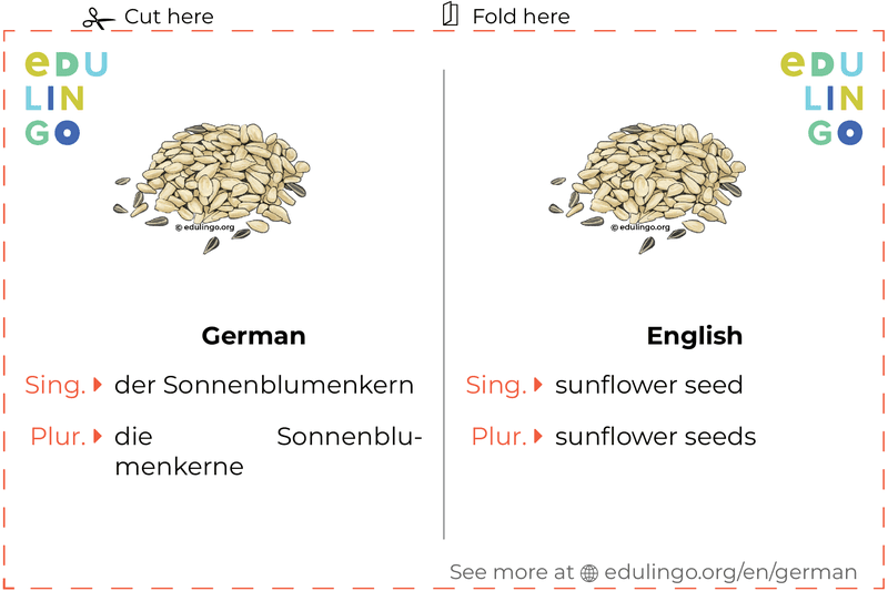 Sunflower Seed in German vocabulary flashcard for printing, practicing and learning