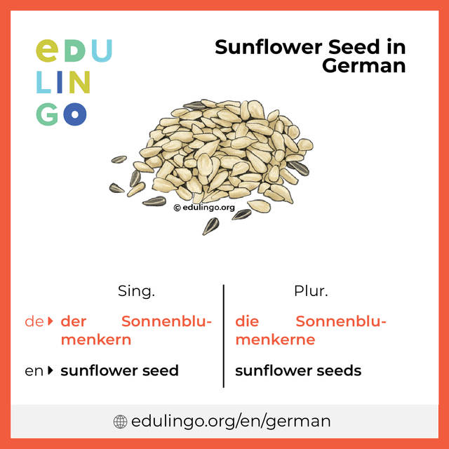 Sunflower Seed in German vocabulary picture with singular and plural for download and printing