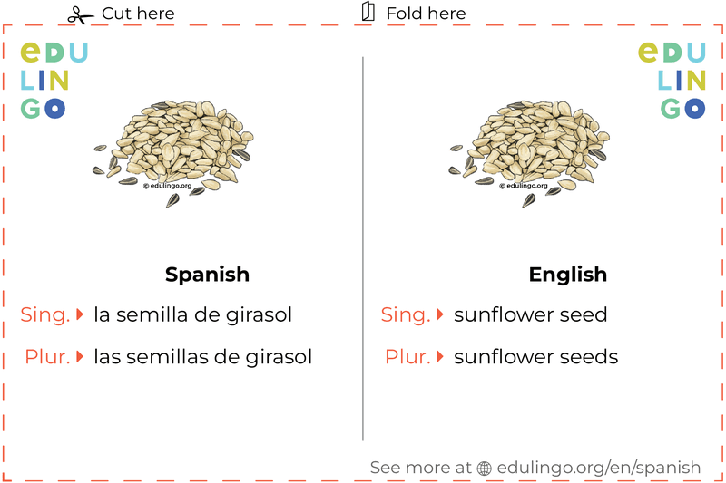 Sunflower Seed in Spanish vocabulary flashcard for printing, practicing and learning