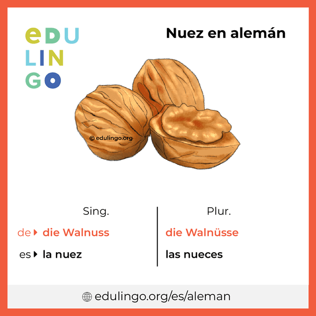 Imagen de vocabulario Nuez en alemán con singular y plural para descargar e imprimir
