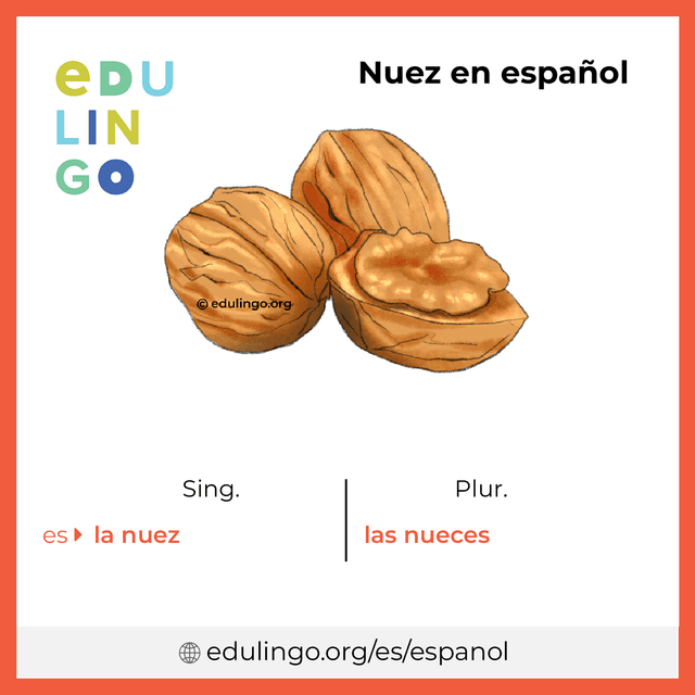 Imagen de vocabulario Nuez en español con singular y plural para descargar e imprimir