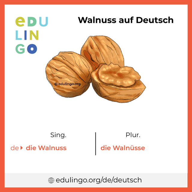 Walnuss auf Deutsch Vokabelbild mit Singular und Plural zum Herunterladen und Ausdrucken
