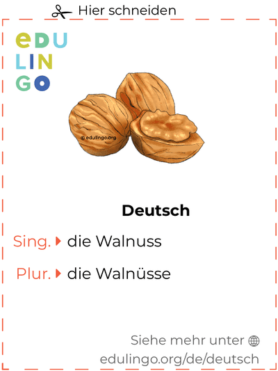 Walnuss auf Deutsch Vokabelkartei zum Ausdrucken, Üben und Lernen