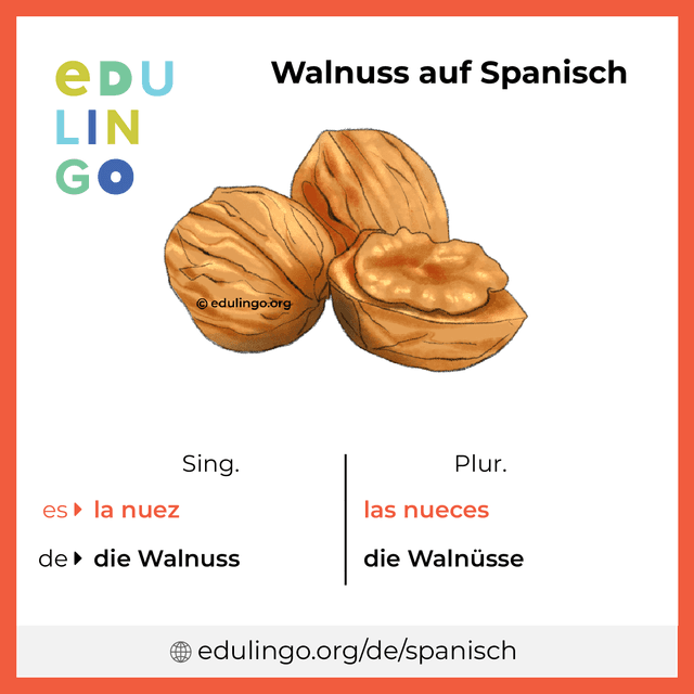 Walnuss auf Spanisch Vokabelbild mit Singular und Plural zum Herunterladen und Ausdrucken