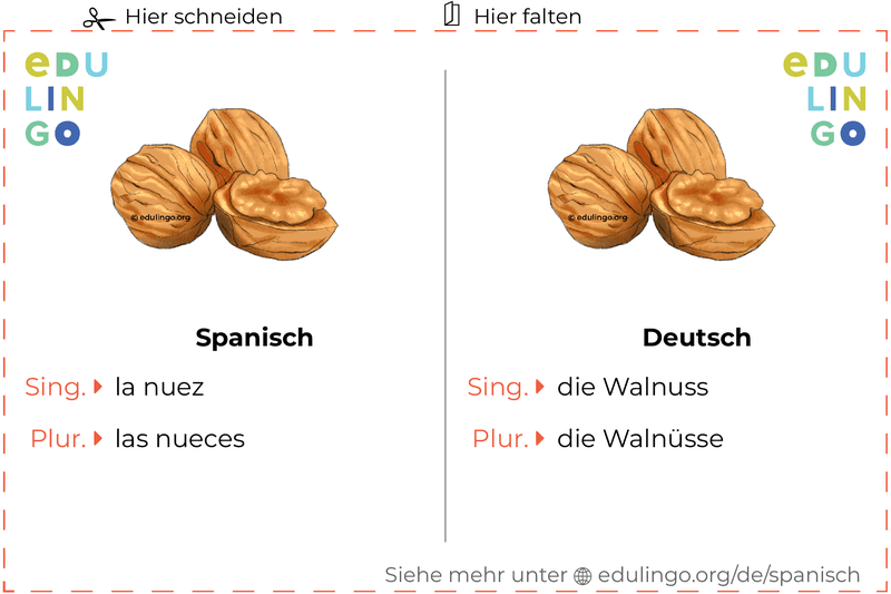 Walnuss auf Spanisch Vokabelkartei zum Ausdrucken, Üben und Lernen