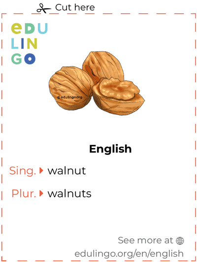 Walnut in English vocabulary flashcard for printing, practicing and learning