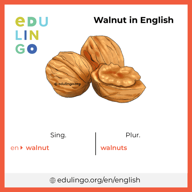 Walnut in English vocabulary picture with singular and plural for download and printing