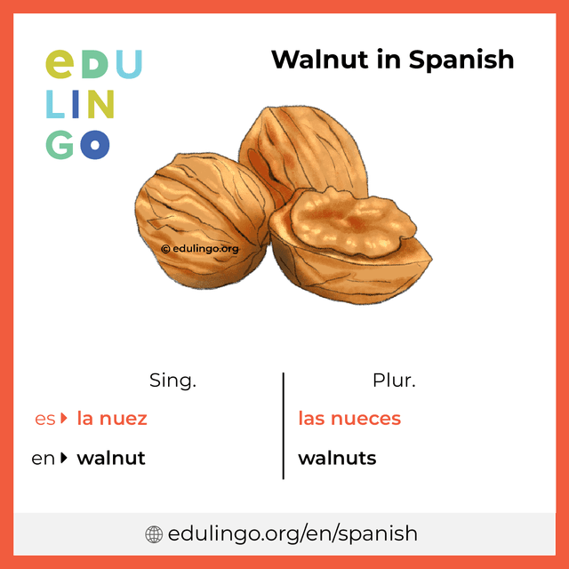 Walnut in Spanish vocabulary picture with singular and plural for download and printing