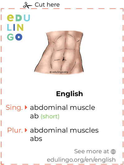 Abdominal Muscle in English vocabulary flashcard for printing, practicing and learning