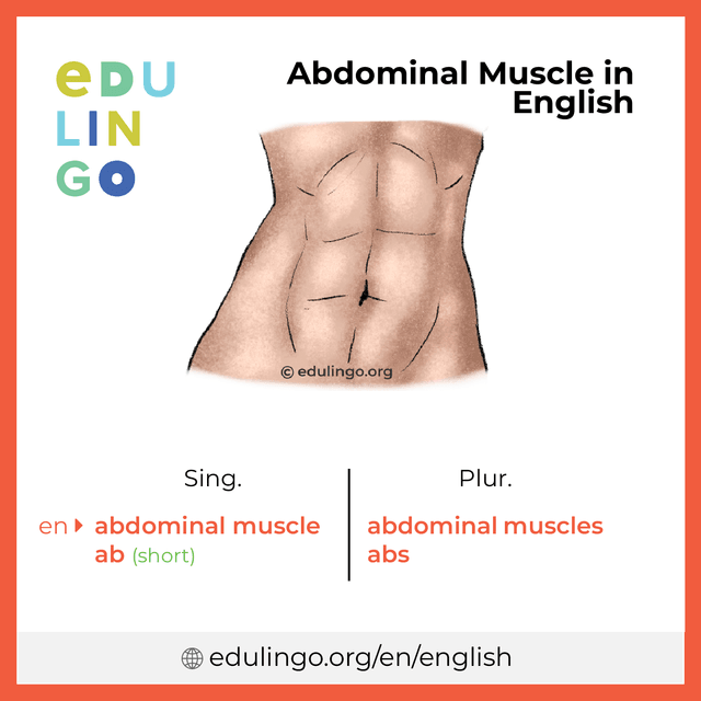 Abdominal Muscle in English vocabulary picture with singular and plural for download and printing