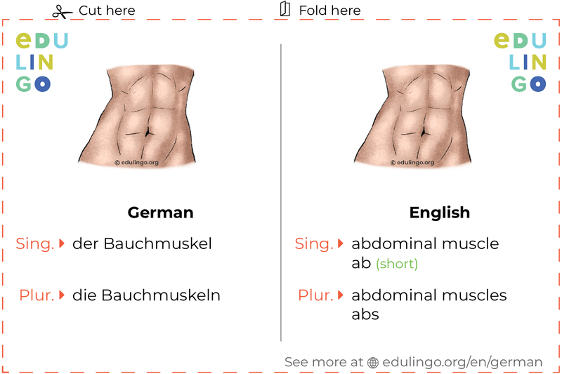 Abdominal Muscle in German vocabulary flashcard for printing, practicing and learning