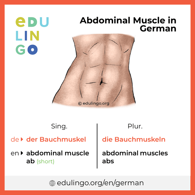 Abdominal Muscle in German vocabulary picture with singular and plural for download and printing