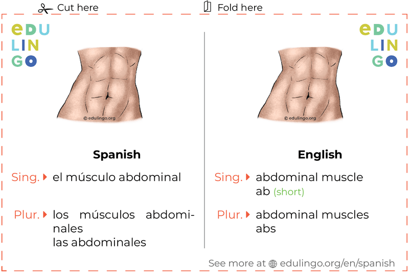 Abdominal Muscle in Spanish vocabulary flashcard for printing, practicing and learning