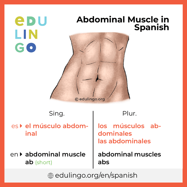 Abdominal Muscle in Spanish vocabulary picture with singular and plural for download and printing