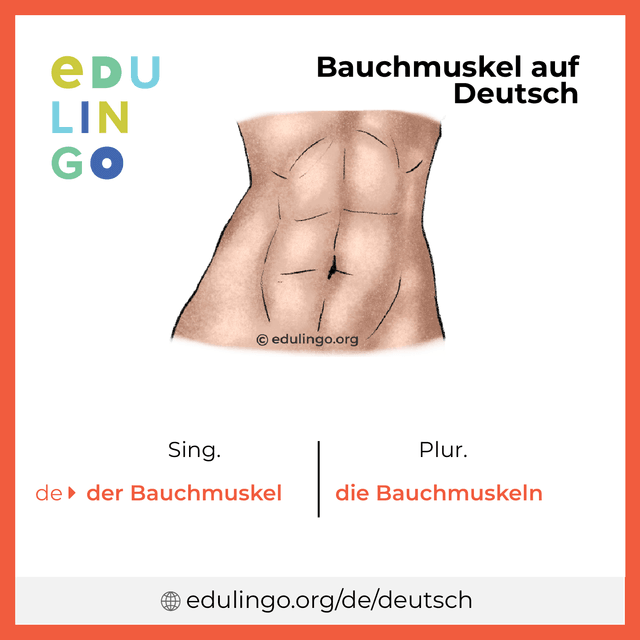 Bauchmuskel auf Deutsch Vokabelbild mit Singular und Plural zum Herunterladen und Ausdrucken