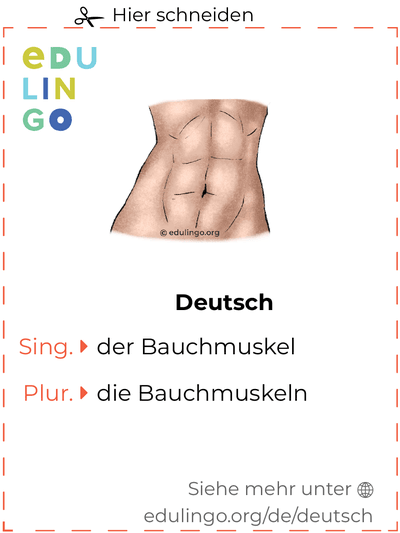 Bauchmuskel auf Deutsch Vokabelkartei zum Ausdrucken, Üben und Lernen