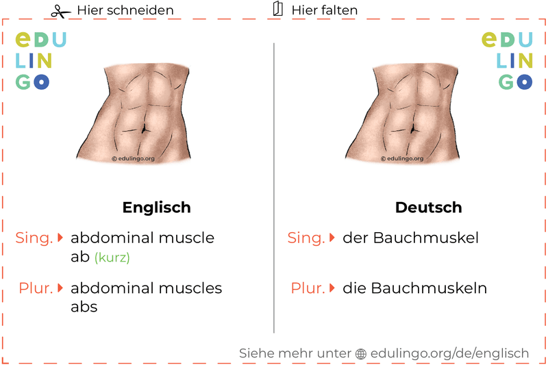 Bauchmuskel auf Englisch Vokabelkartei zum Ausdrucken, Üben und Lernen