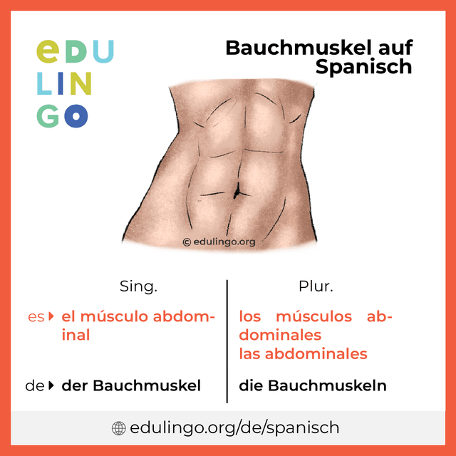 Bauchmuskel auf Spanisch Vokabelbild mit Singular und Plural zum Herunterladen und Ausdrucken