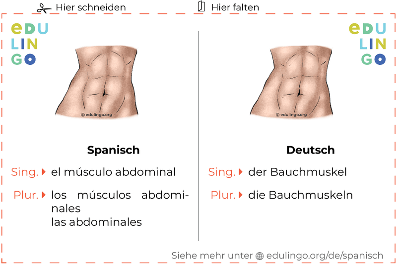 Bauchmuskel auf Spanisch Vokabelkartei zum Ausdrucken, Üben und Lernen