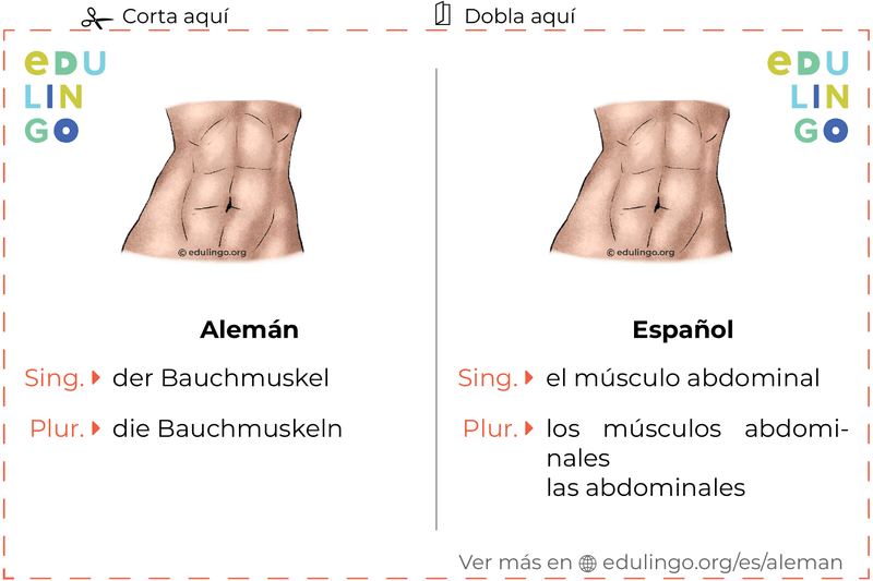 Ficha de Vocabulario Músculo abdominal en alemán para imprimir, practicar y aprender