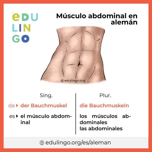 Imagen de vocabulario Músculo abdominal en alemán con singular y plural para descargar e imprimir