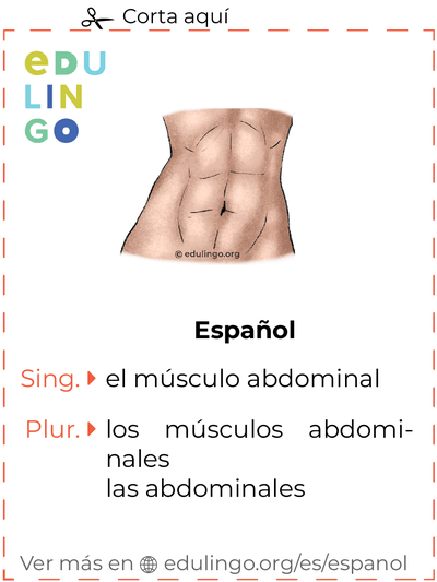 Ficha de Vocabulario Músculo abdominal en español para imprimir, practicar y aprender