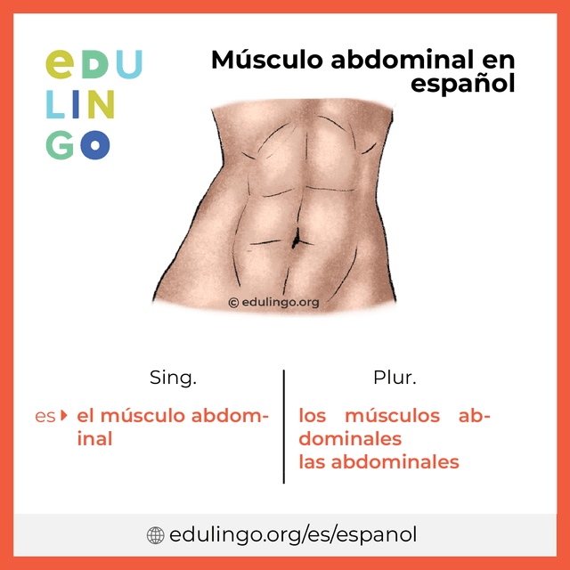 Imagen de vocabulario Músculo abdominal en español con singular y plural para descargar e imprimir
