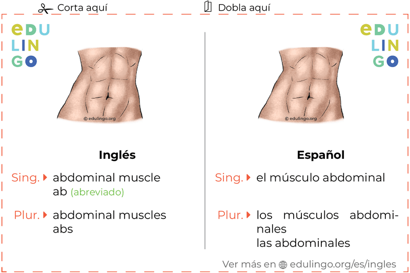 Ficha de Vocabulario Músculo abdominal en inglés para imprimir, practicar y aprender