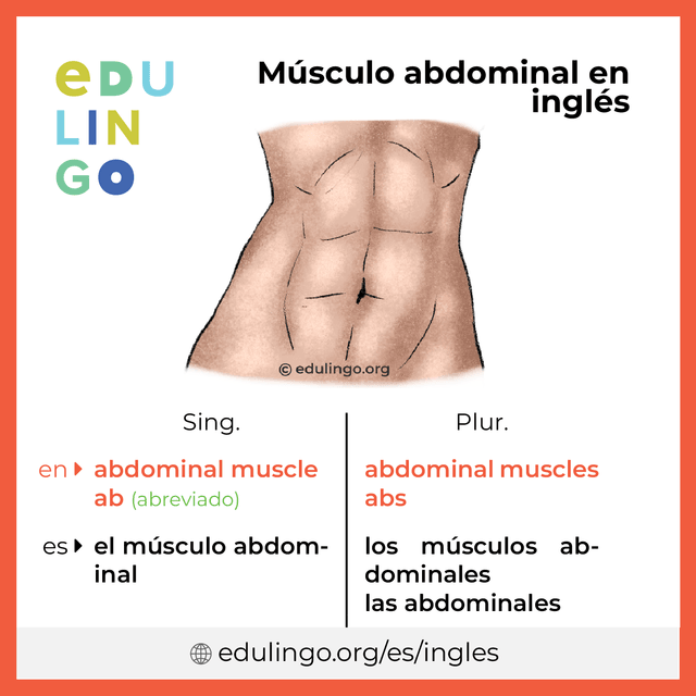 Imagen de vocabulario Músculo abdominal en inglés con singular y plural para descargar e imprimir