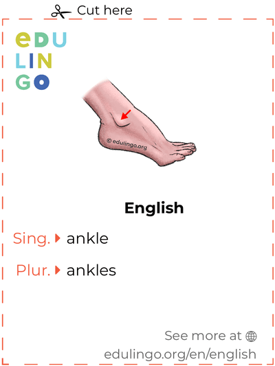 Ankle in English vocabulary flashcard for printing, practicing and learning