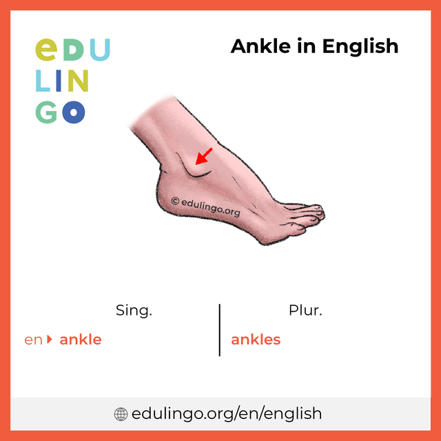 Ankle in English vocabulary picture with singular and plural for download and printing