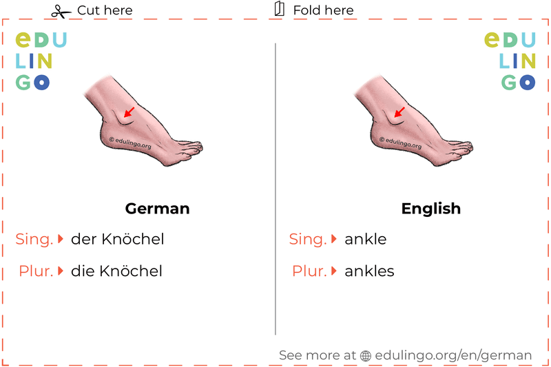 Ankle in • Writing and pronunciation (with pictures)