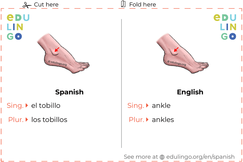 Ankle in Spanish vocabulary flashcard for printing, practicing and learning
