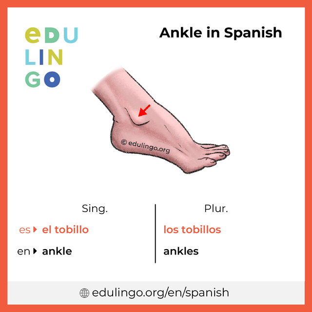 Ankle in Spanish vocabulary picture with singular and plural for download and printing