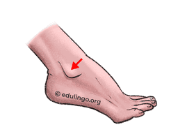 Thumbnail: Ankle in Spanish