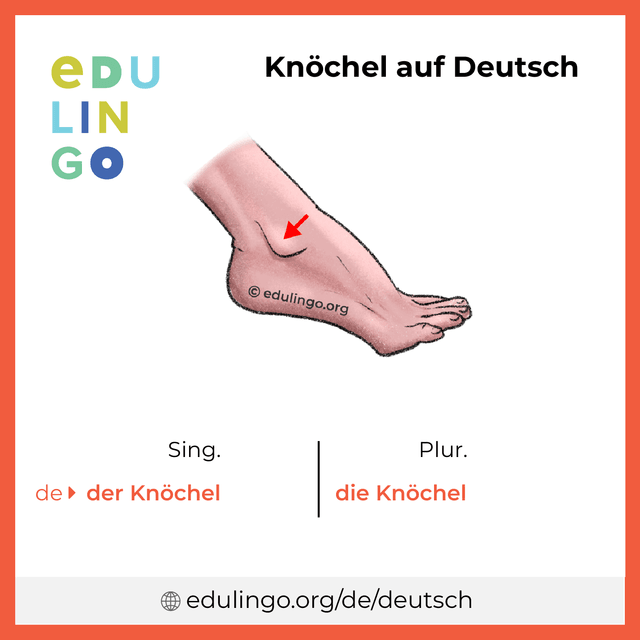 Knöchel auf Deutsch Vokabelbild mit Singular und Plural zum Herunterladen und Ausdrucken