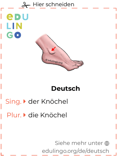 Knöchel auf Deutsch Vokabelkartei zum Ausdrucken, Üben und Lernen