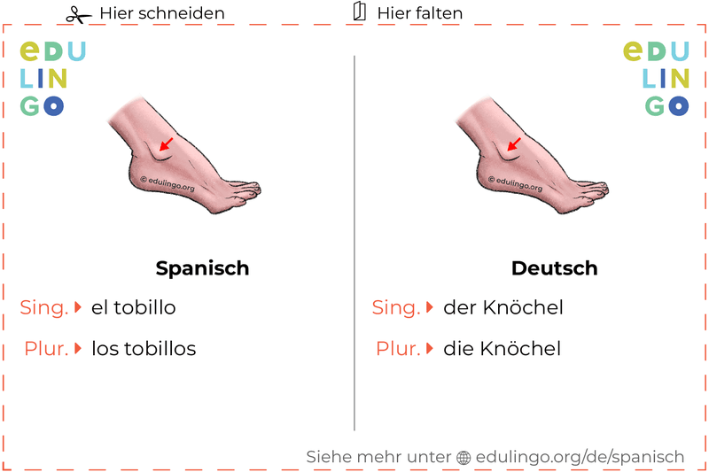Knöchel auf Spanisch Vokabelkartei zum Ausdrucken, Üben und Lernen