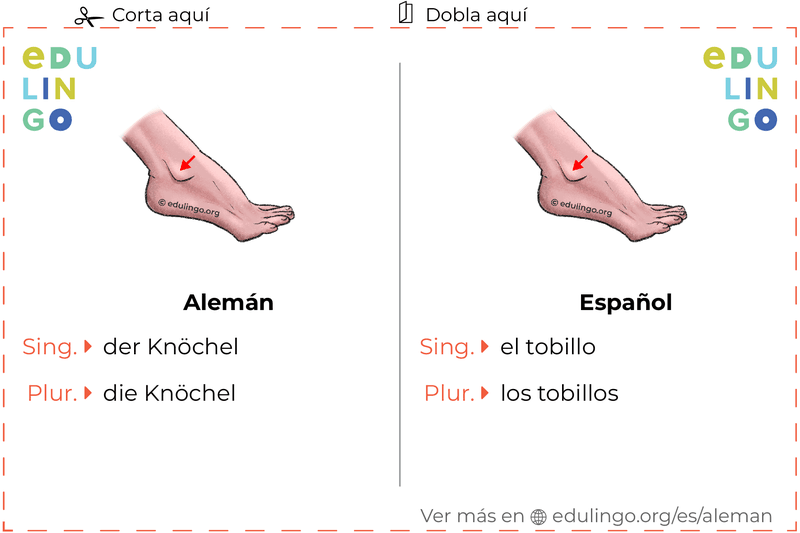 Ficha de Vocabulario Tobillo en alemán para imprimir, practicar y aprender